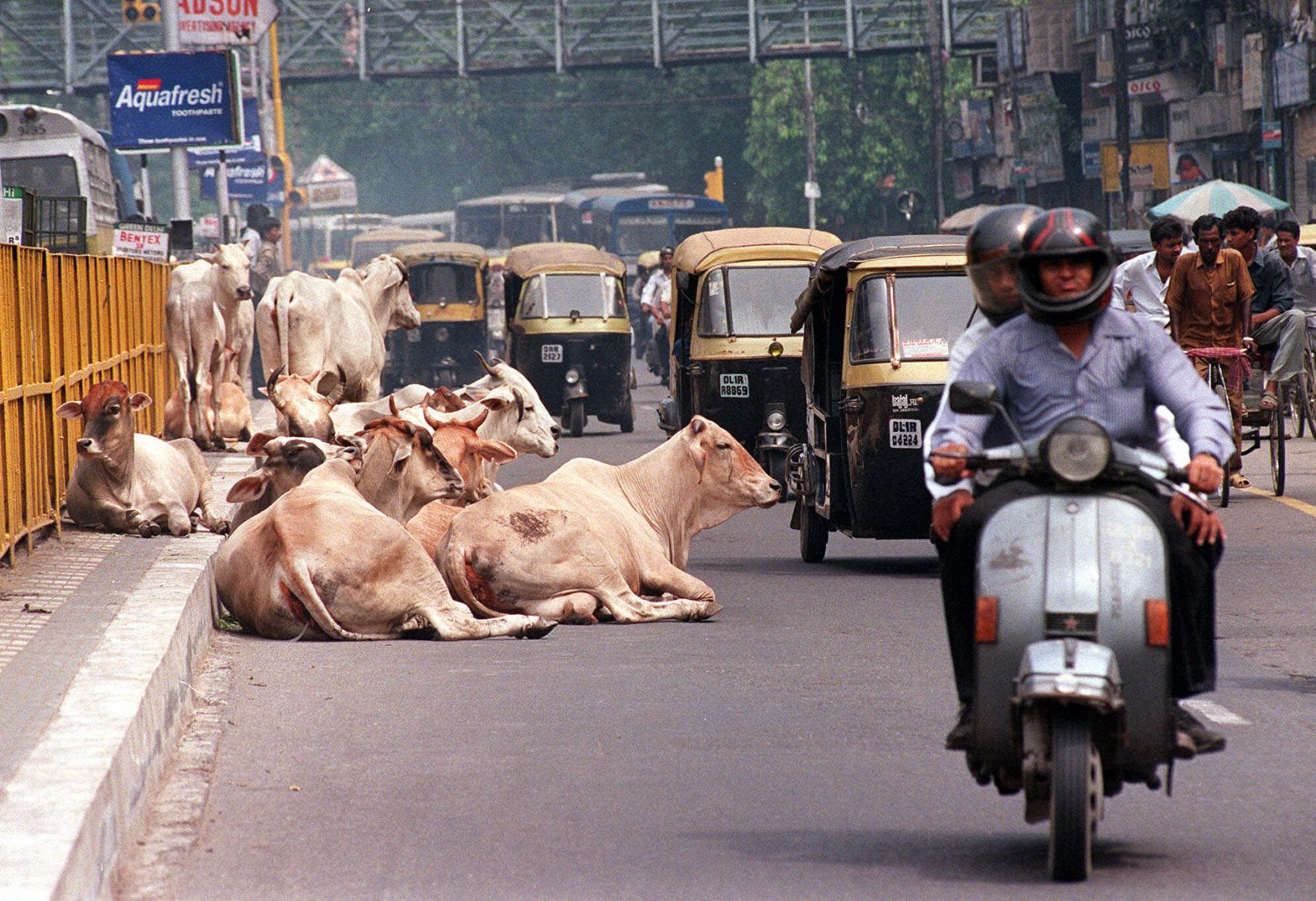 1999: SACRED COWS